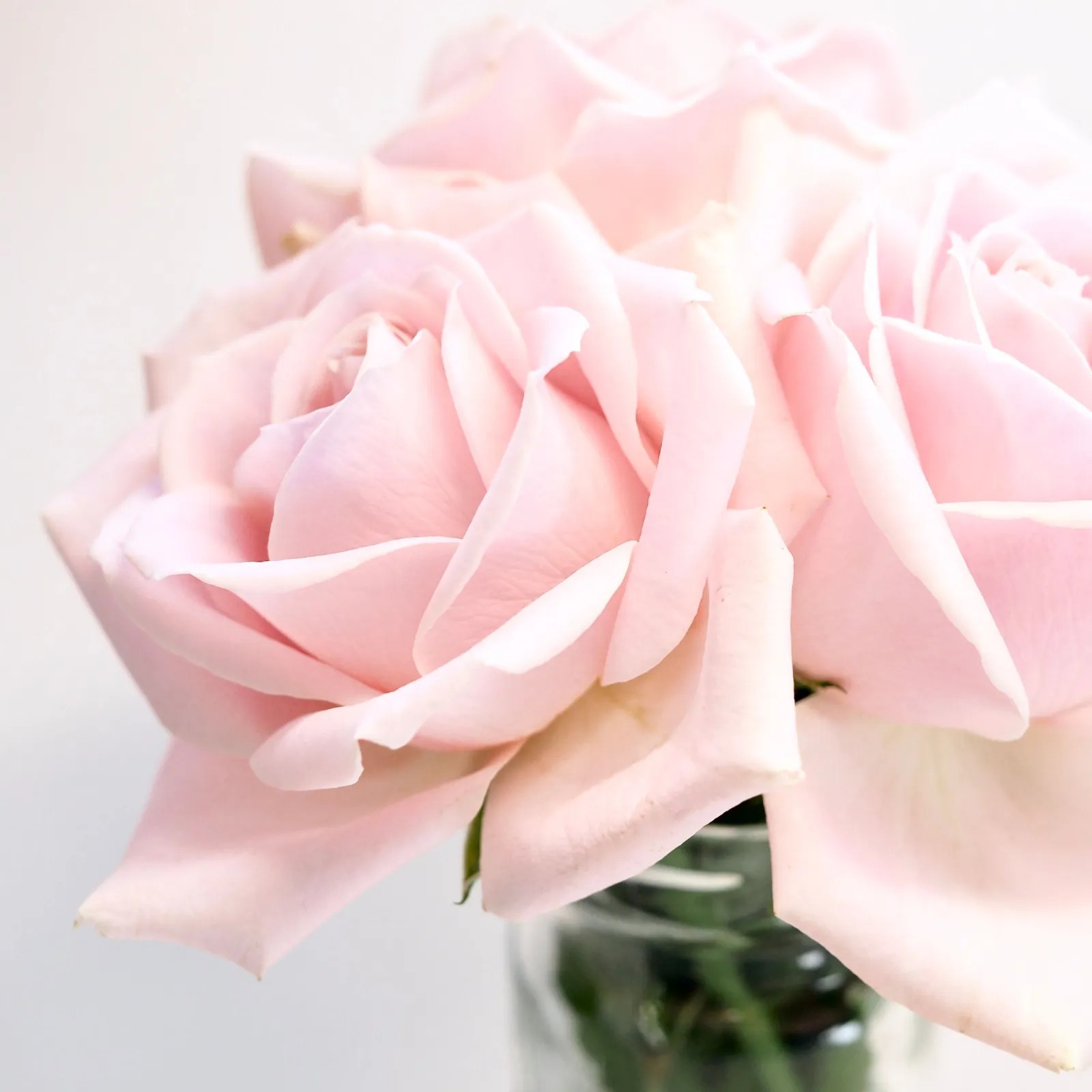 Soft pink roses in a clear glass vase against a white wall