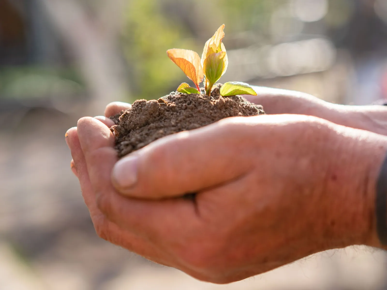 Cupped hands holding dark soil with a young seedling in warm sunlight