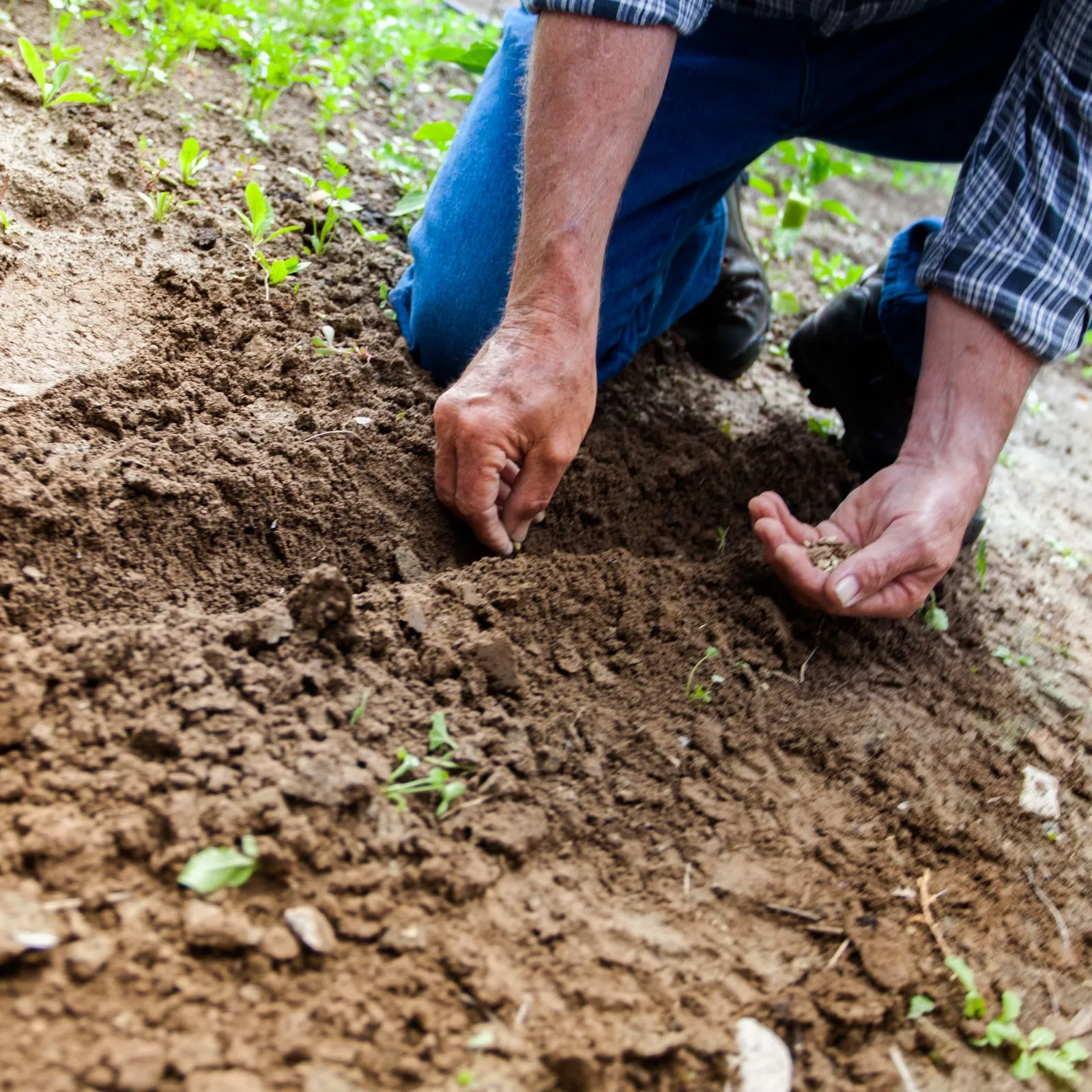 Kneeling gardener sowing seeds into freshly tilled soil, one hand holding seeds