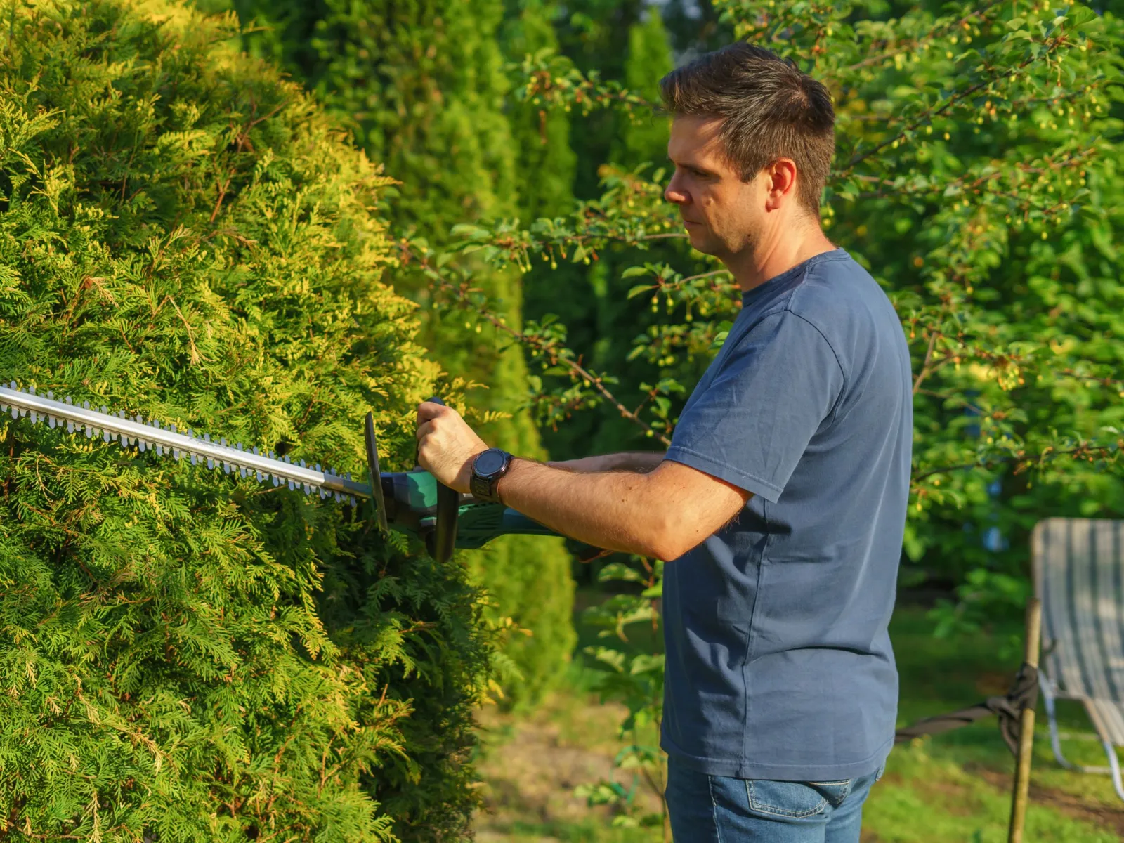 Gardener trimming a conifer hedge with an electric hedge trimmer on a sunny evening