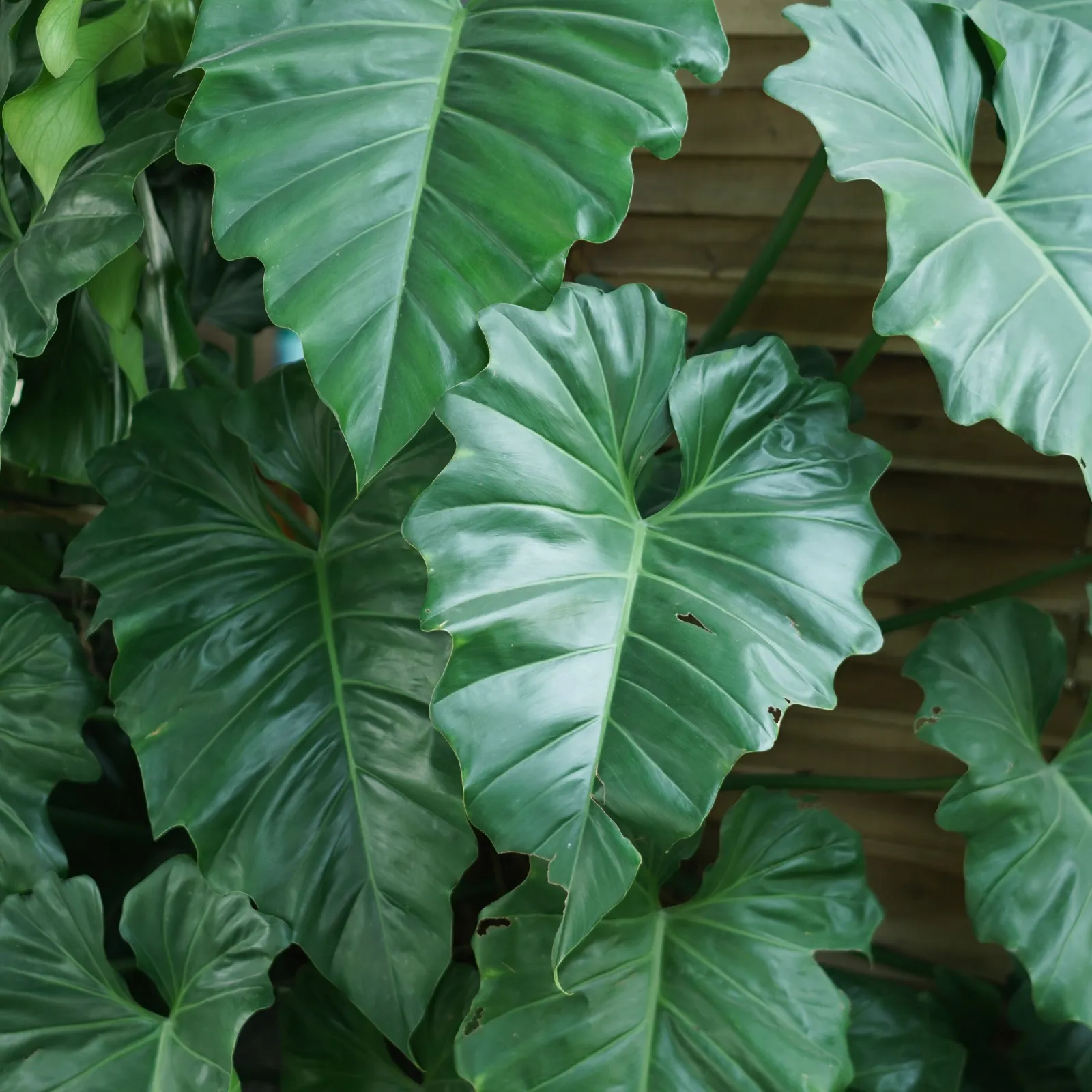 Large glossy tropical leaves growing against a wooden plank wall