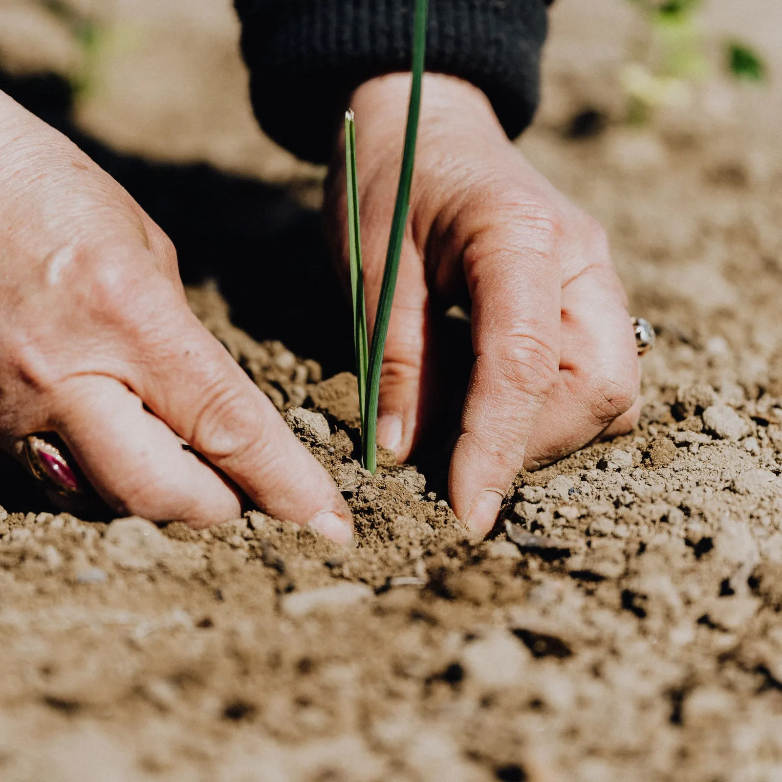 Hands pressing soil around a green onion seedling in a sunlit garden bed