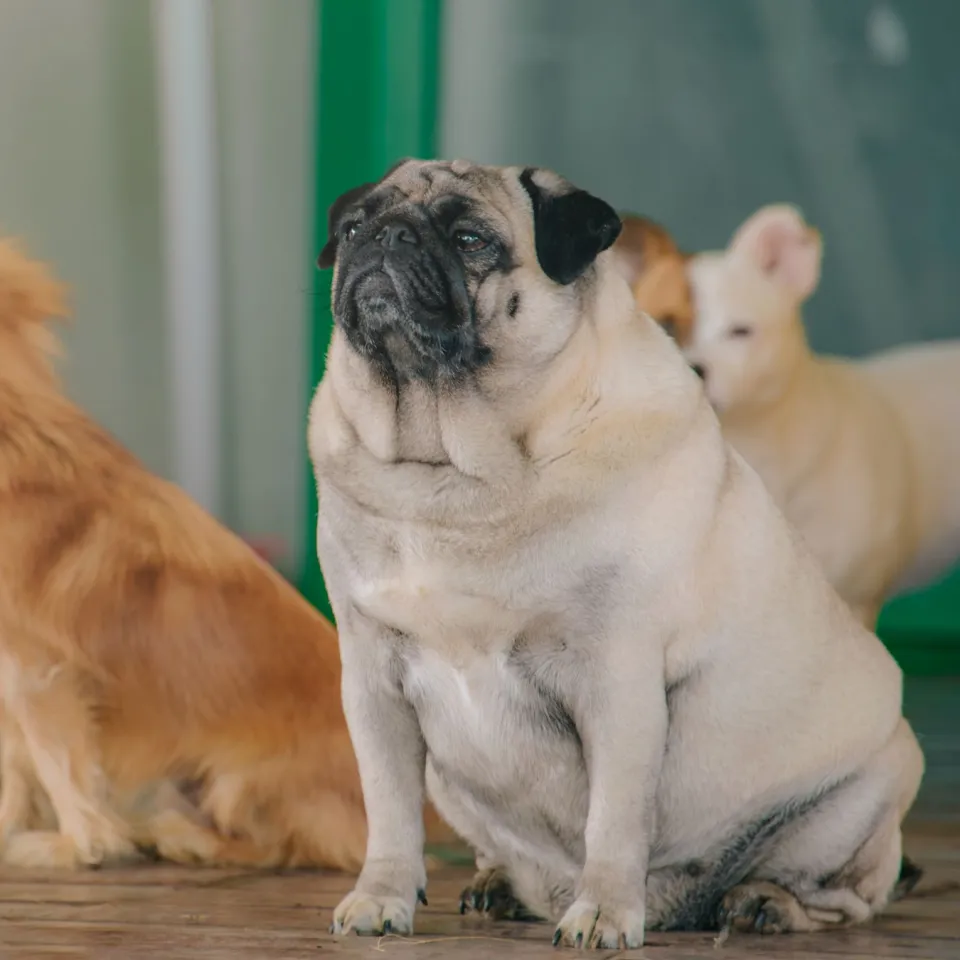 Pug sitting on wooden boards indoors with two small dogs and a green play ramp behind
