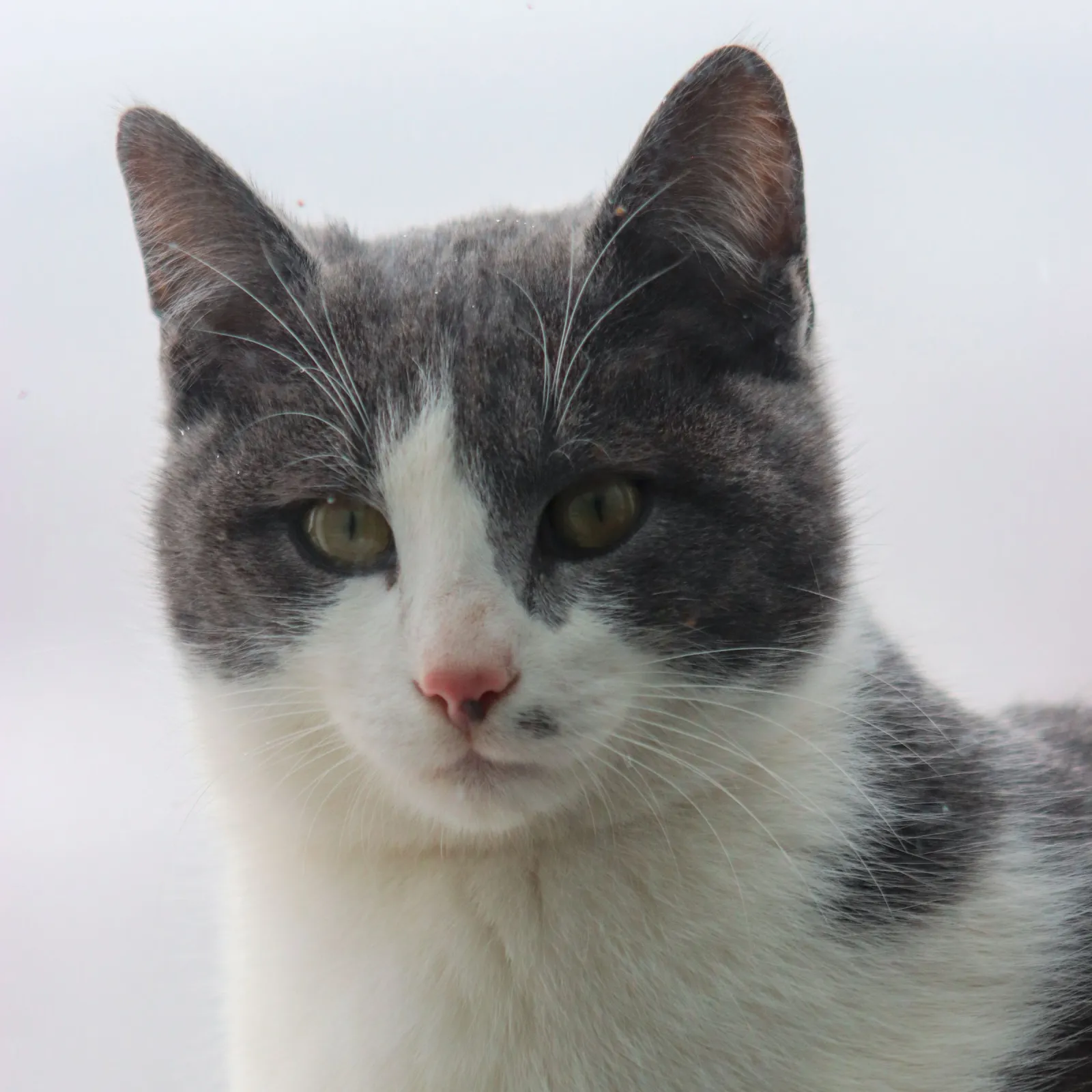Portrait of a grey and white cat with green eyes against a pale bright background