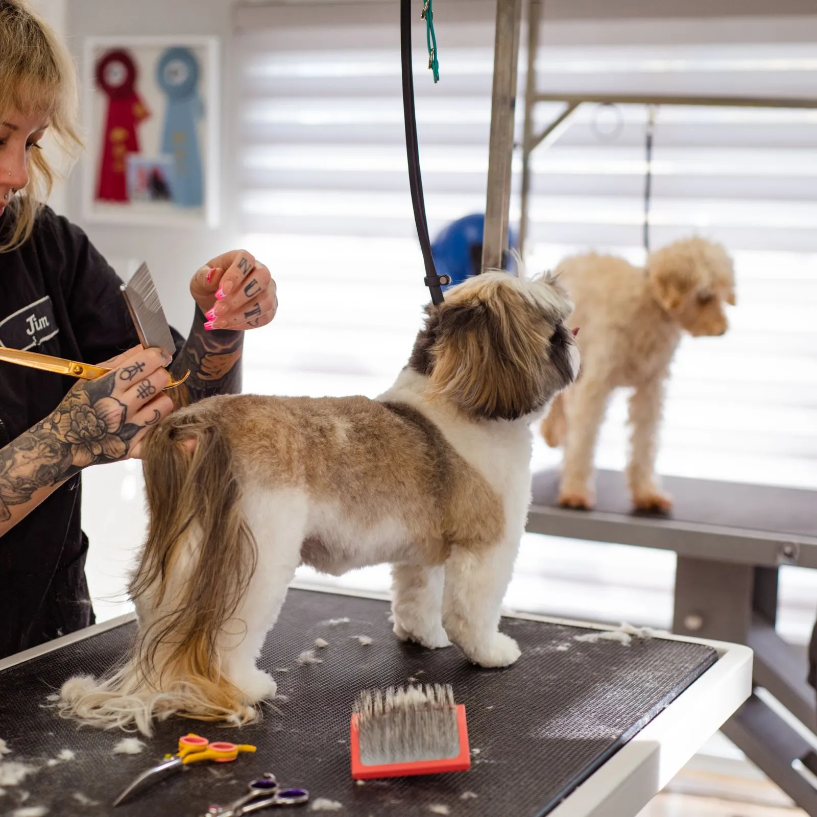 Groomer trimming a Shih Tzu's tail with scissors on a table, a poodle waiting behind