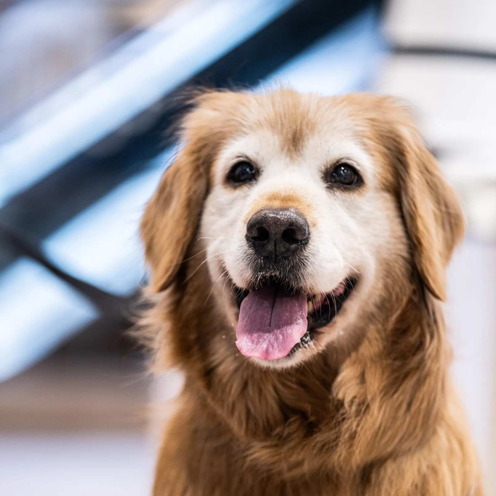 Senior golden retriever smiling with tongue out in a bright blue-toned interior