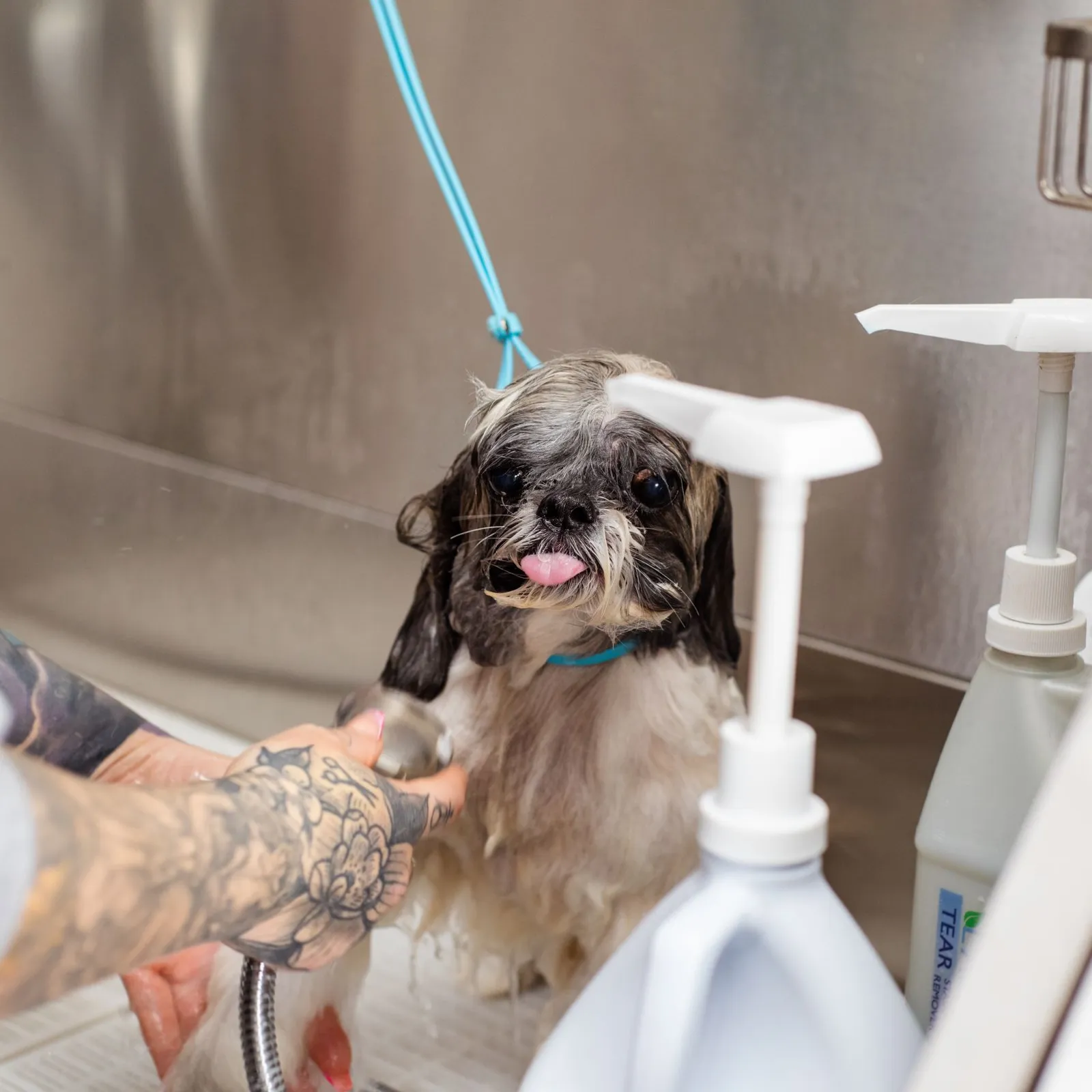 Shih Tzu standing in a stainless steel tub while a groomer rinses it with a hand sprayer